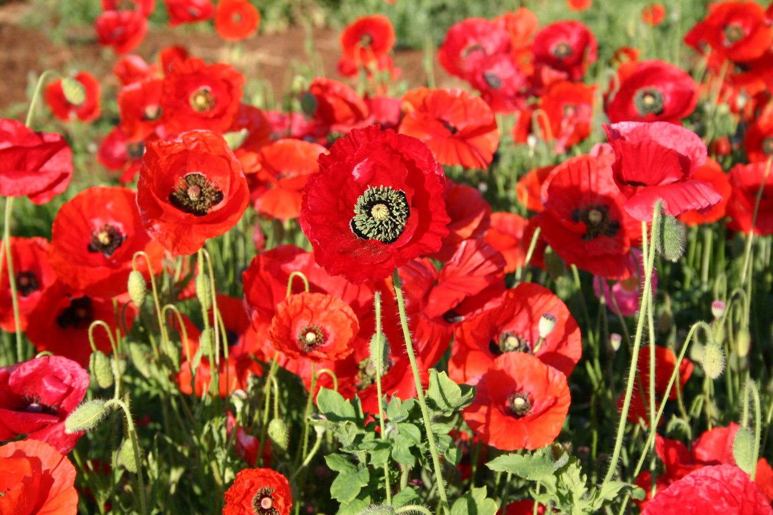 red poppy